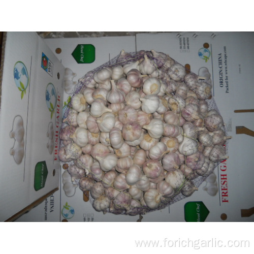 Common Garlic Regular Hybrid Normal White Garlic 5.5cm